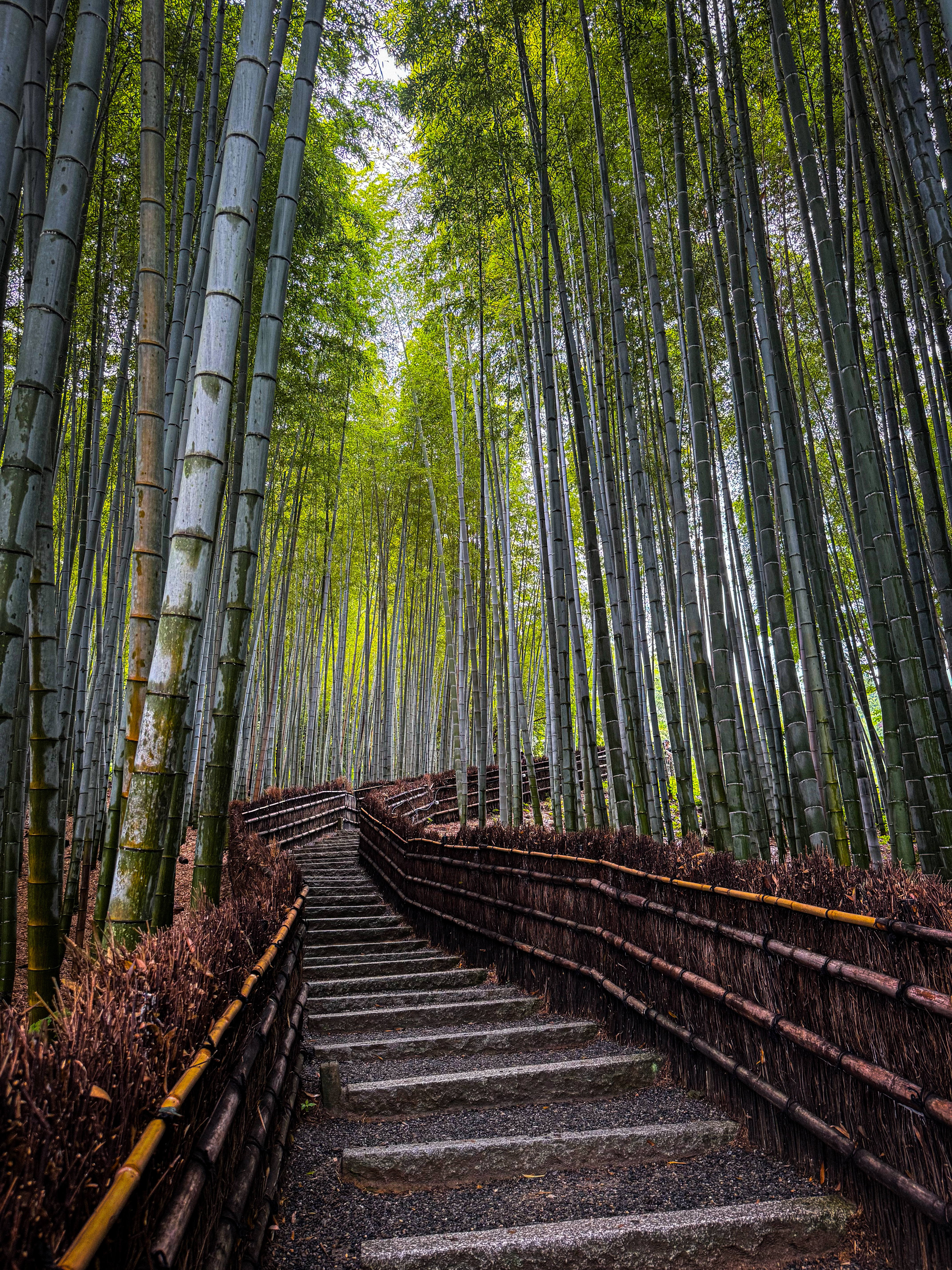 bambooforest